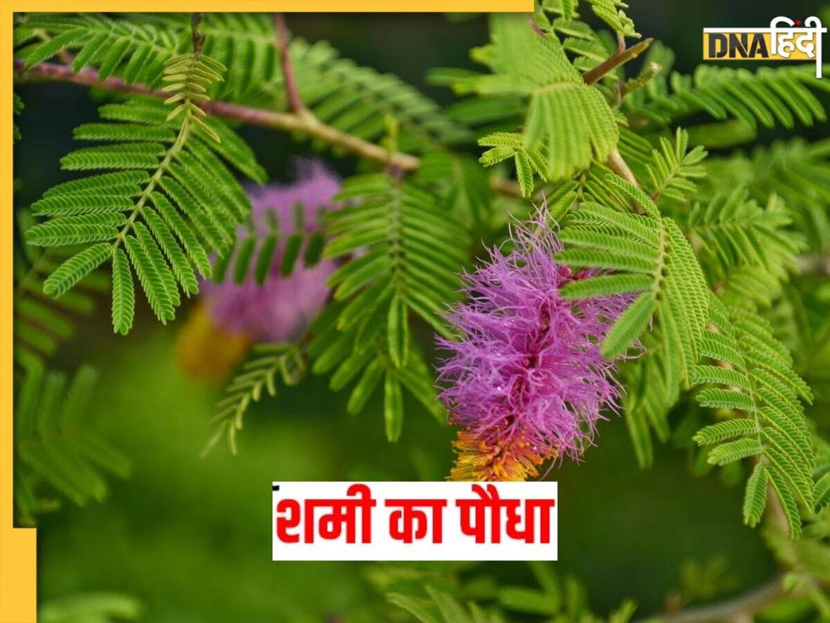 Shami Plant: शमी पौधे के पूजन से खुलते हैं तरक्की के मार्ग, जानें घर में लगाने के अनेकों फायदे