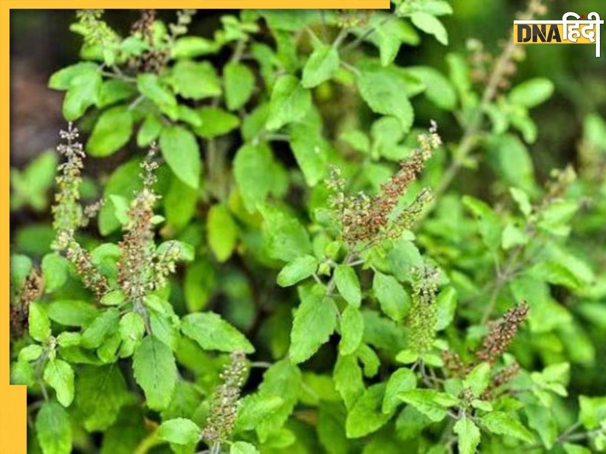 Tulsi Vastu: तुलसी के पास गलती से भी न लगाएं ये पौधे, हो सकता है बड़ा नुकसान