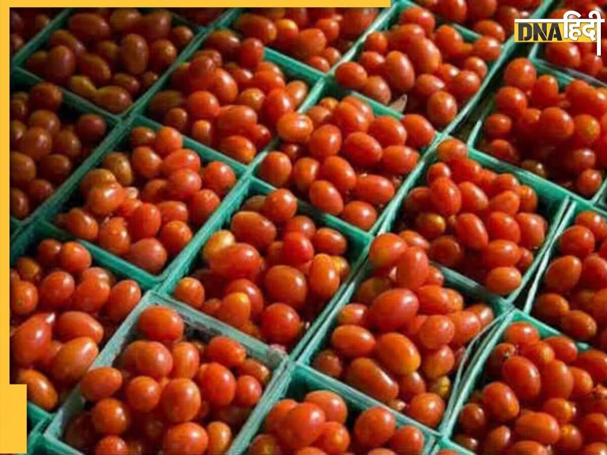 Tomato Price: दिल्ली-एनसीआर में सस्ते टमाटर चाहिए? नोट कीजिए दिन और जगह, ऐसे मिलेगा डिस्काउंट