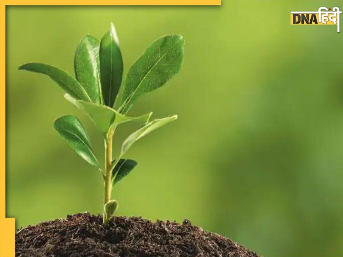 Gardening Tips: पौधों के सही विकास के लिए अच्छी क्वालिटी की मिट्टी है जरूरी, धूल का एक कण भी प्लांट्स को कर देगा बर्बाद