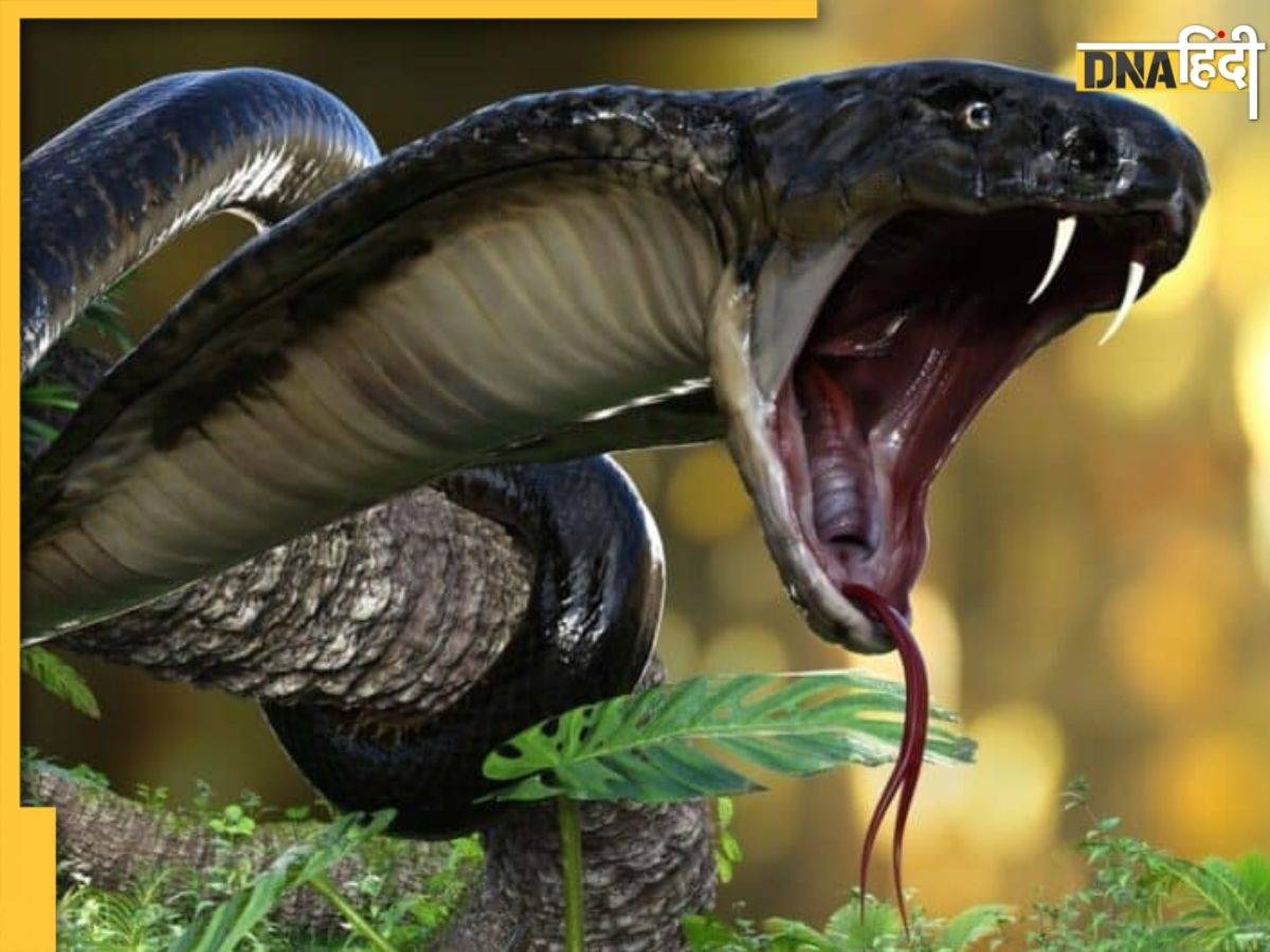 King cobra से क्यों डरते हैं लोग, कितनों को मार सकता है इसका एक बूंद जहर, पढ़ें सांपों के राजा की 10 बातें