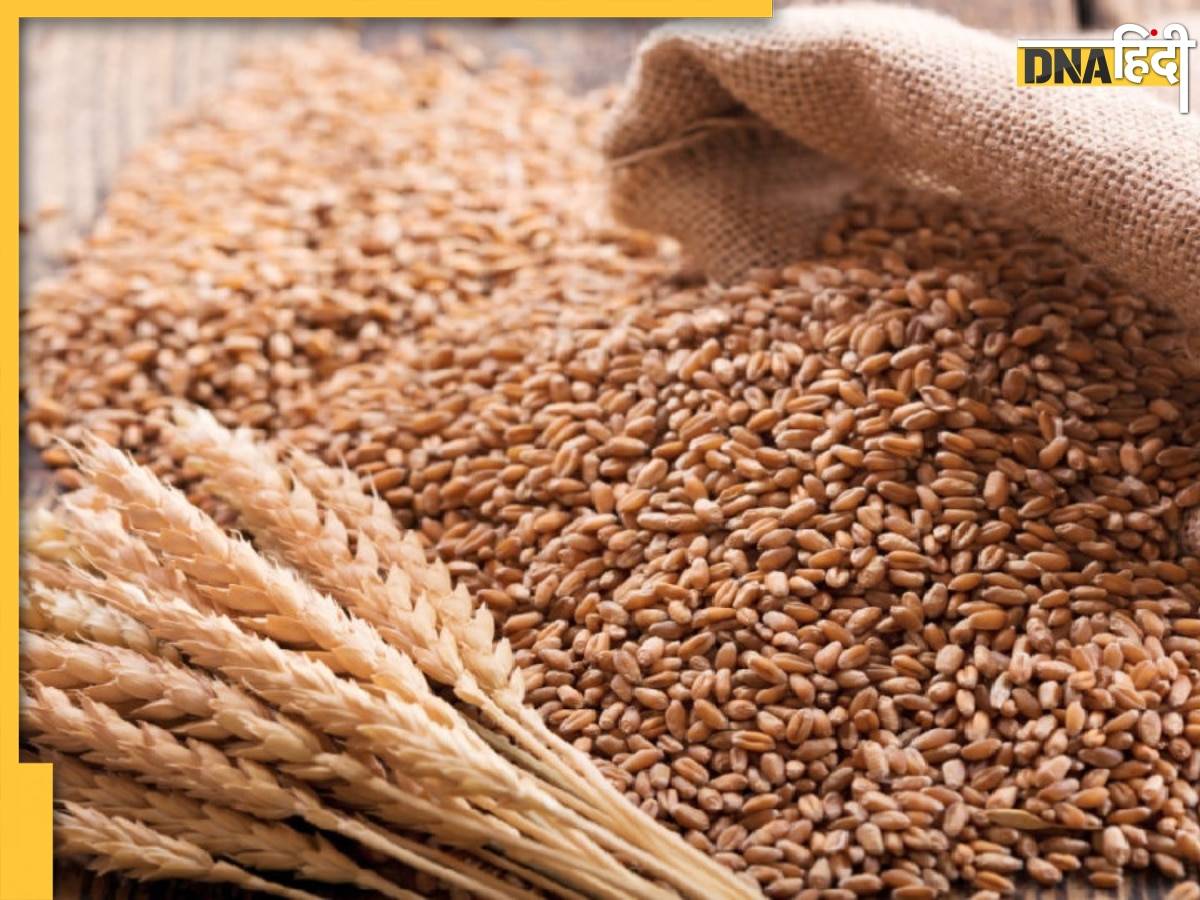 Wheat Price: गेंहूं पर सरकार लगाएगी स्टॉक लिमिट,व्यापारियों को बेचे जाएंगे 15 लाख टन गेंहूं