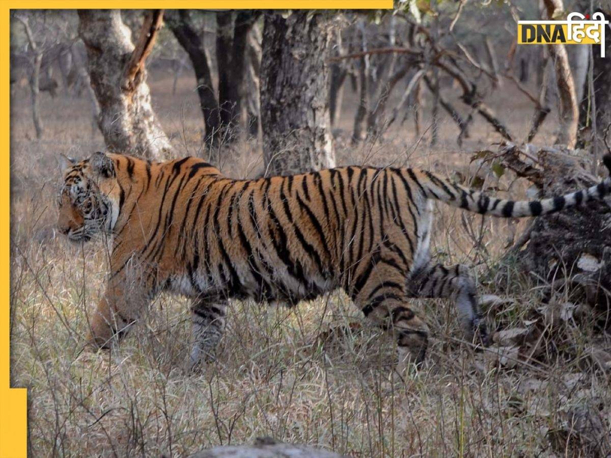 तेंदुए के साथ भिड़ी बाघिन नूरी, लोगों ने पूछा खेल रही है क्या, VIDEO में देखें सच्चाई