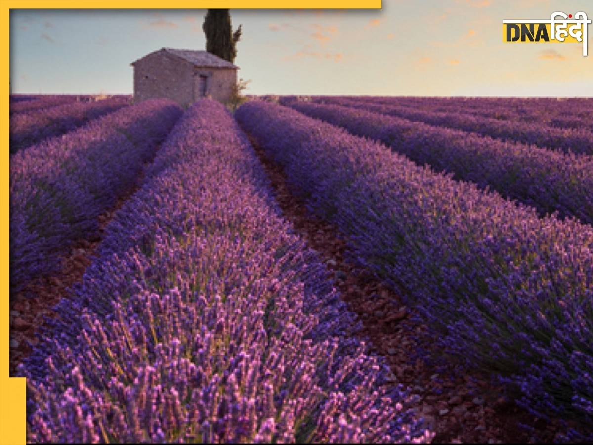 कैसे शुरू करें ये कूल Lavender Farming, देश से लेकर विदेश तक में हैं डिमांड