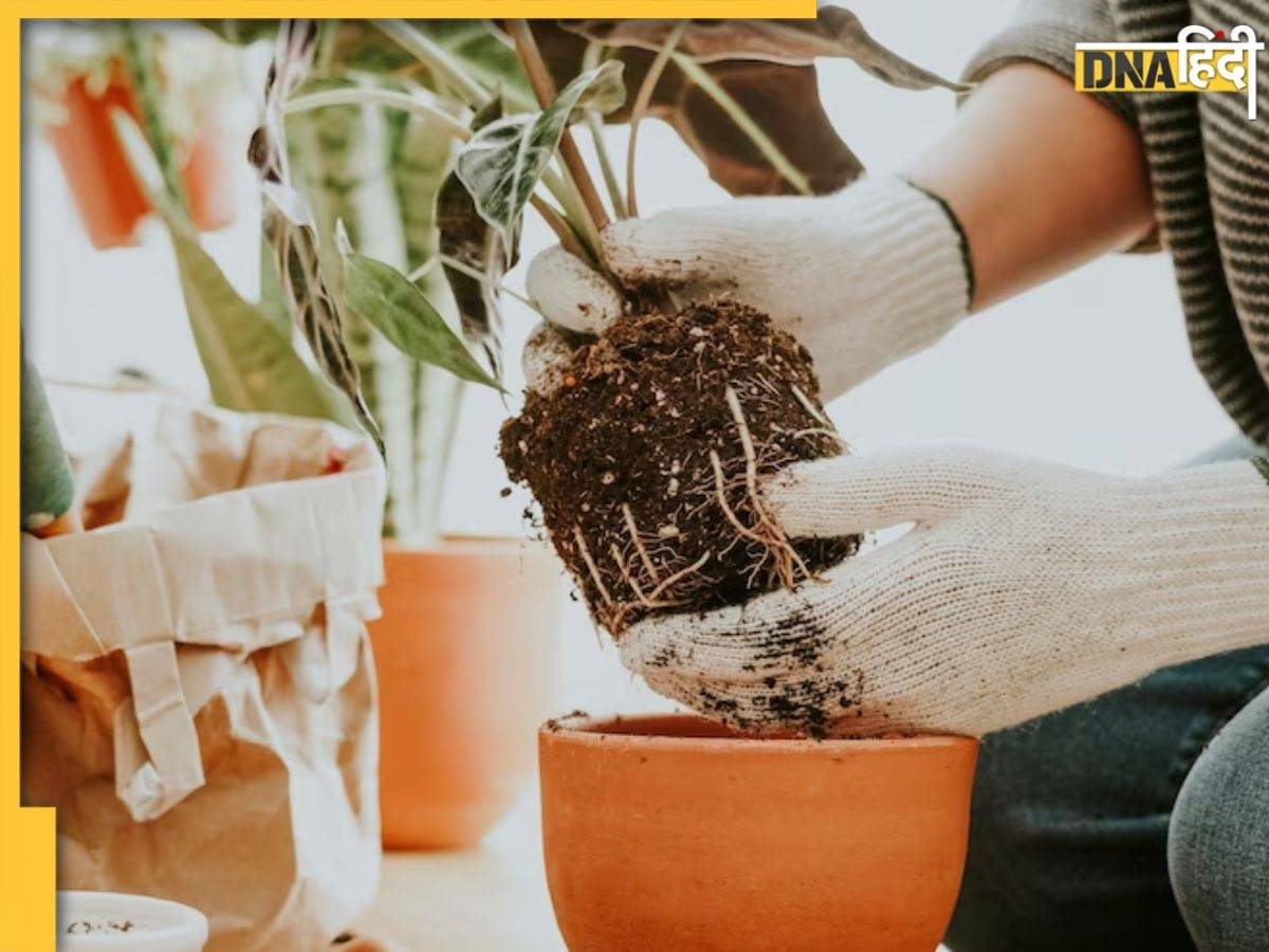 Gardening Tips: अचानक से मुरझाने लगे पौधा तो तुरंत करें ये काम, 2 दिन में फिर से हो जाएगा हरा भरा  