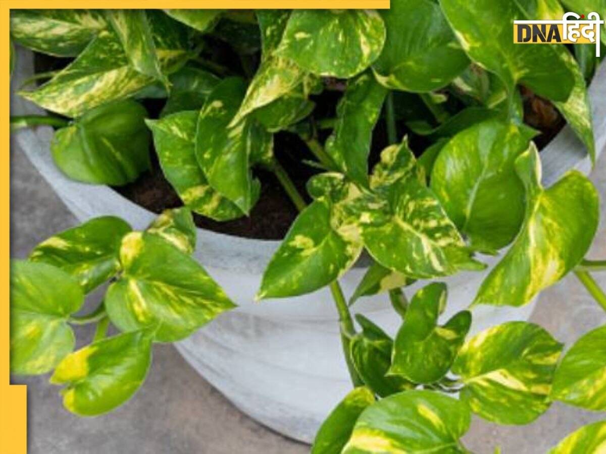 Gardening Tips: खाद से लेकर पानी तक मनी प्लांट की ग्रोथ के लिए फॉलो करें ये टिप्स, हरा-भरा रहेगा पौधा