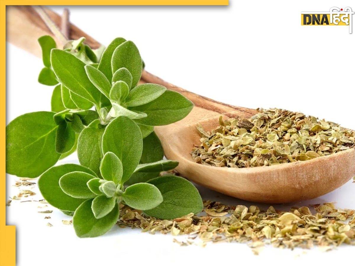 Oregano: कोलेस्ट्रॉल तेरा बढ़ जाए या शुगर बढ़ता जाए, कई रोगों की एक दवा है क्यू न आजमाए...