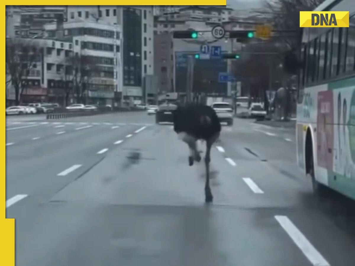 Viral video: Escaped ostrich causes stir as it runs wild through South Korean city, watch