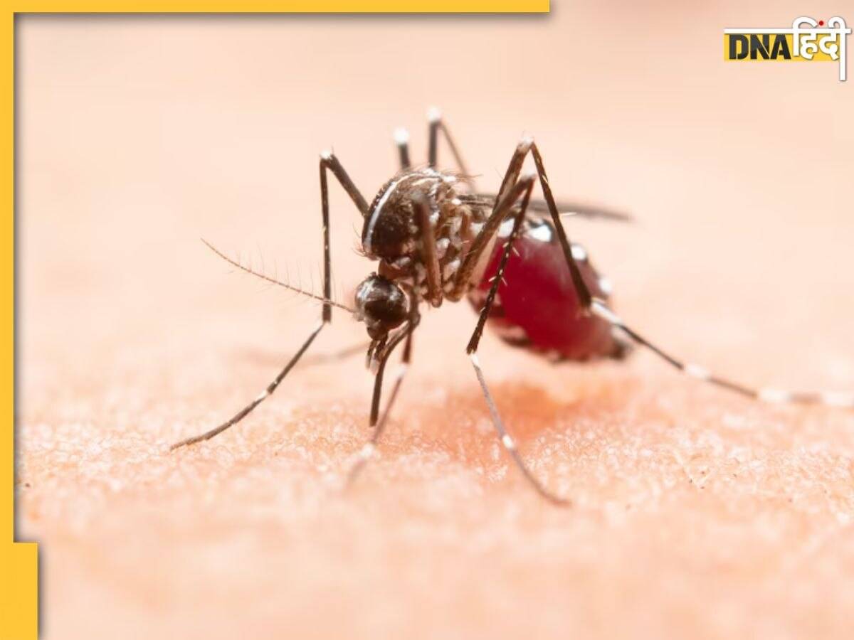 Maharashtra में मिले Zika Virus के पॉजिटिव केस, बारिश शुरू होते ही क्यों बढ़ने लगे इसके मामले?