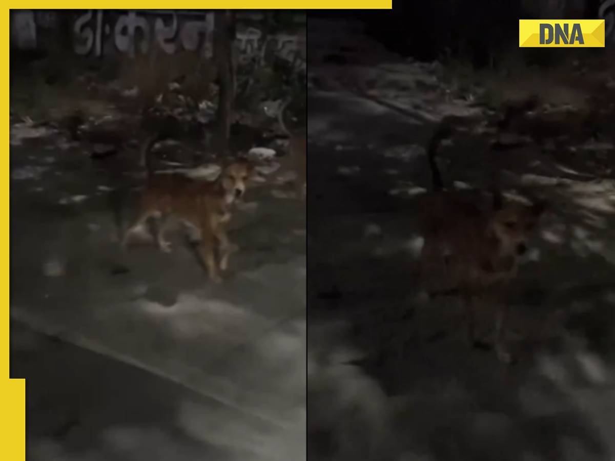 Viral video: Scooter riders escape dog chase by claiming to be 'locals', watch
