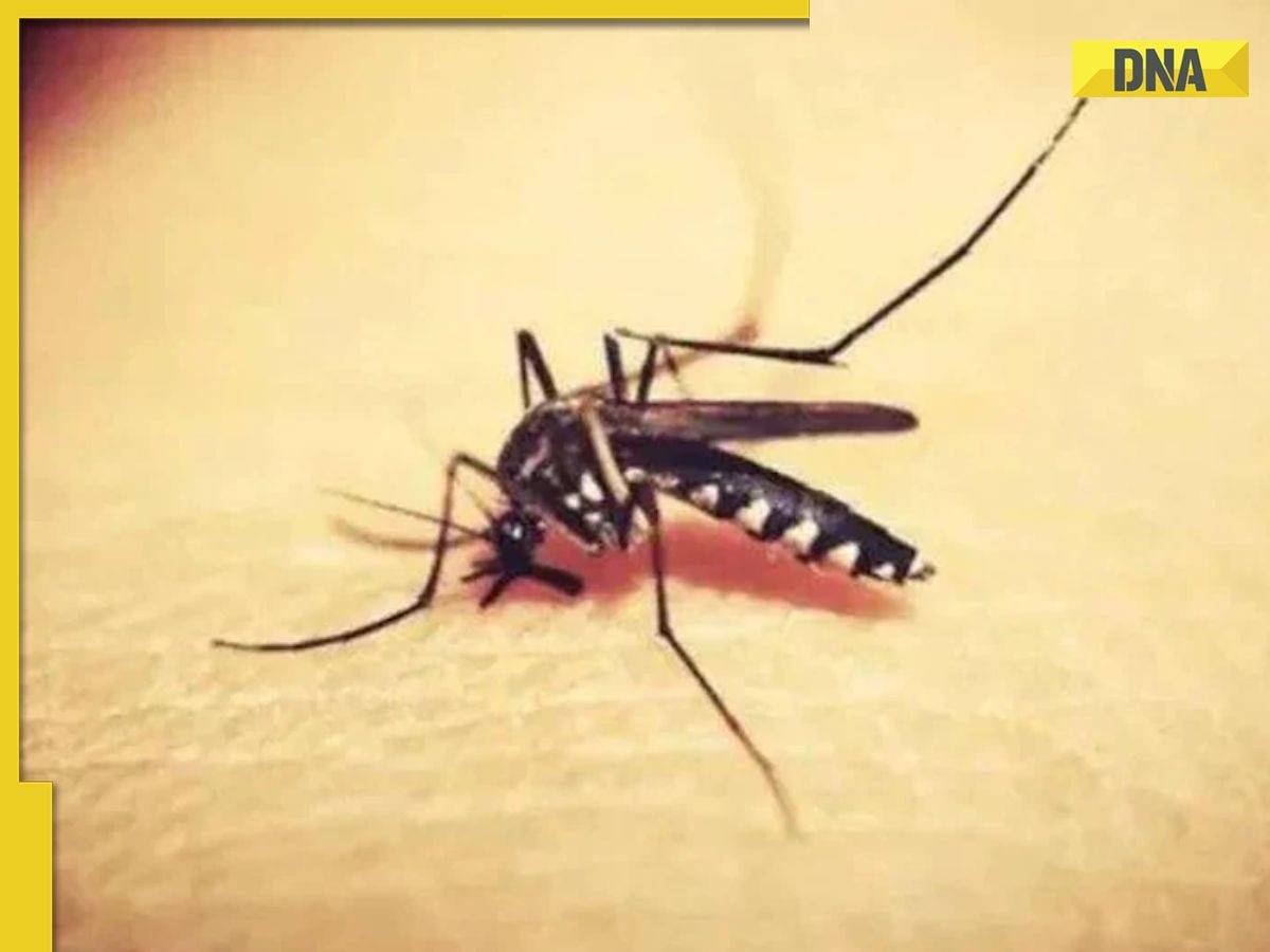 Zika virus in Maharashtra: Centre issues advisory to states, asks to focus on...