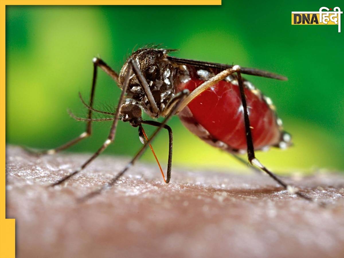 Dengue Signs And Symptoms: बुखार के ये 5 लक्षण देते हैं डेंगू का संकेत, आजमा सकते हैं ये घरेलू उपाय