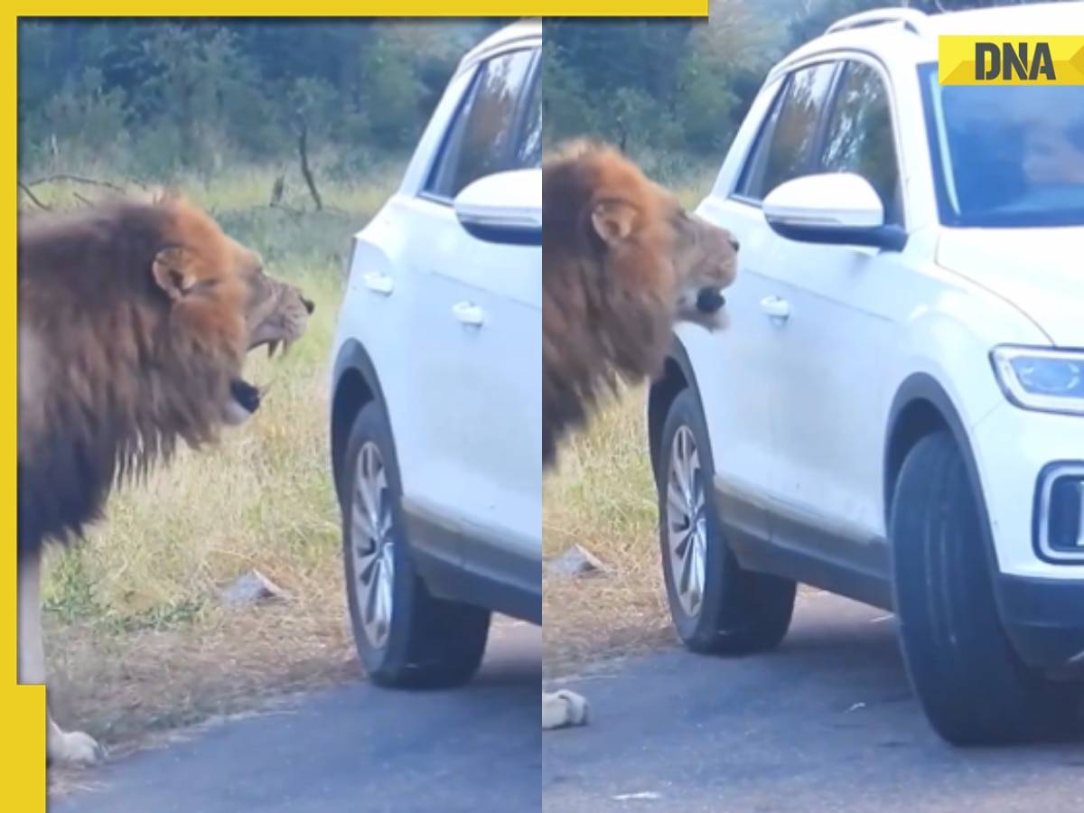 Man encounters terrifying moment as lion charges at him in viral video, watch