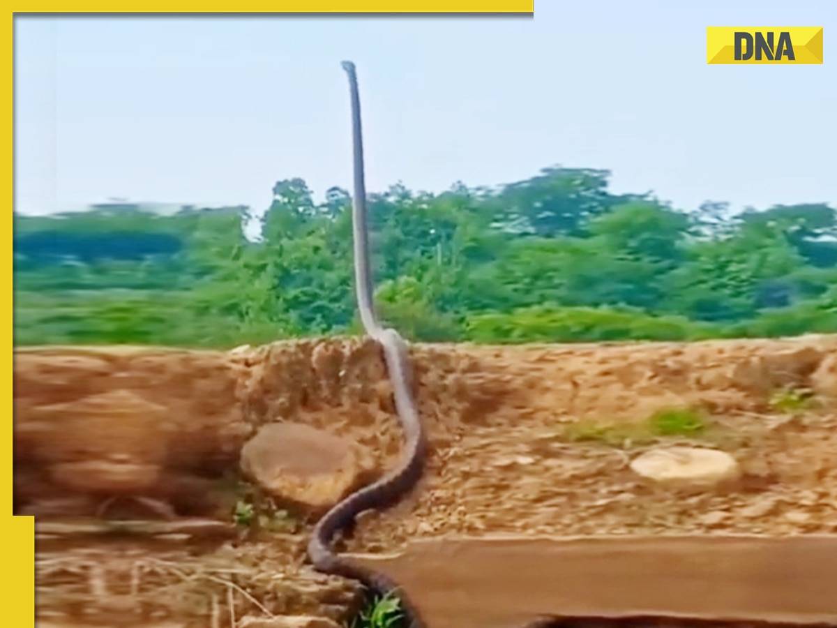 The snake that hangs on to cows’ legs for milk