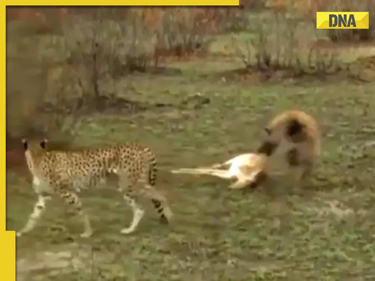 Viral video: ‘Dead’ deer pulls off incredible escape from cheetah and hyena, watch