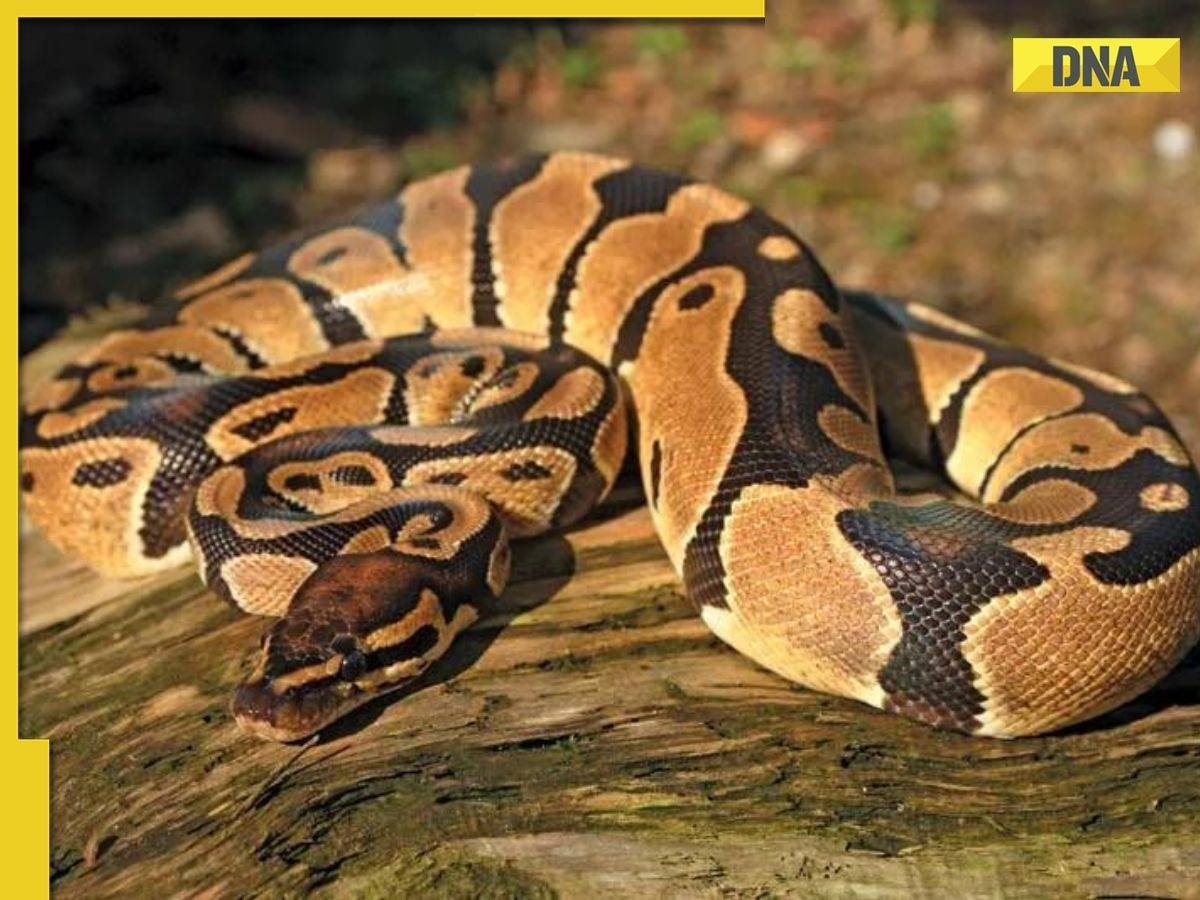 Viral video: Seven-foot-long Python found inside car bonnet in UP, watch