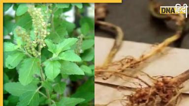 Tulsi Plant Upay: तुलसी की जड़ से करें ये सरल उपाय, पैसों की तंगी से हमेशा के लिए मिलेगा छुटकारा