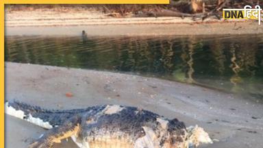 Beheaded Crocodile: 4 मीटर लंबे विशाल मगरमच्छ का काट दिया सिर, समुद्र तट पर मिला तो मच गया हड़कंप