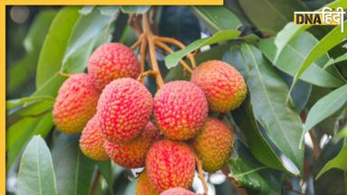 Litchi Side Effects: गर्मियों में इन लोगों को भूलकर भी नहीं खाना चाहिए ये रसदार फल, सेहत के लिए होता है बेहद नुकसानदायक