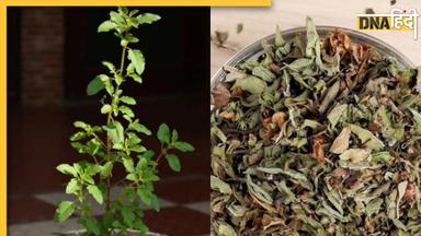 Tulsi Leaves Upay: तुलसी के सूखे पत्तों के उपाय से मां लक्ष्मी को करें प्रसन्न, गृह क्लेश से लेकर आर्थिक तंगी तक होगी दूर