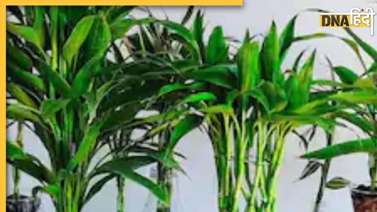 Lucky Plants For Money: मनीप्लांट ही नहीं, ये 4 पौधे भी दूर करते हैं पैसों की तंगी, लगाते समय इन बातों का रखें ध्यान