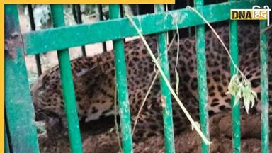 Leopard Rescue Video: गाजियाबाद में फिर पकड़ा गया तेंदुआ, मोदीनगर इलाके में पानी के खाली पाइप में छिपकर बैठा था