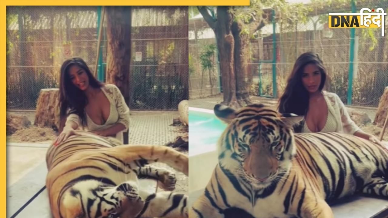 असली टाइगर संग खेलती दिखीं Poonam Pandey, वीडियो पर लोग बोले 'जानवर के साथ ऐसी हरकत?'