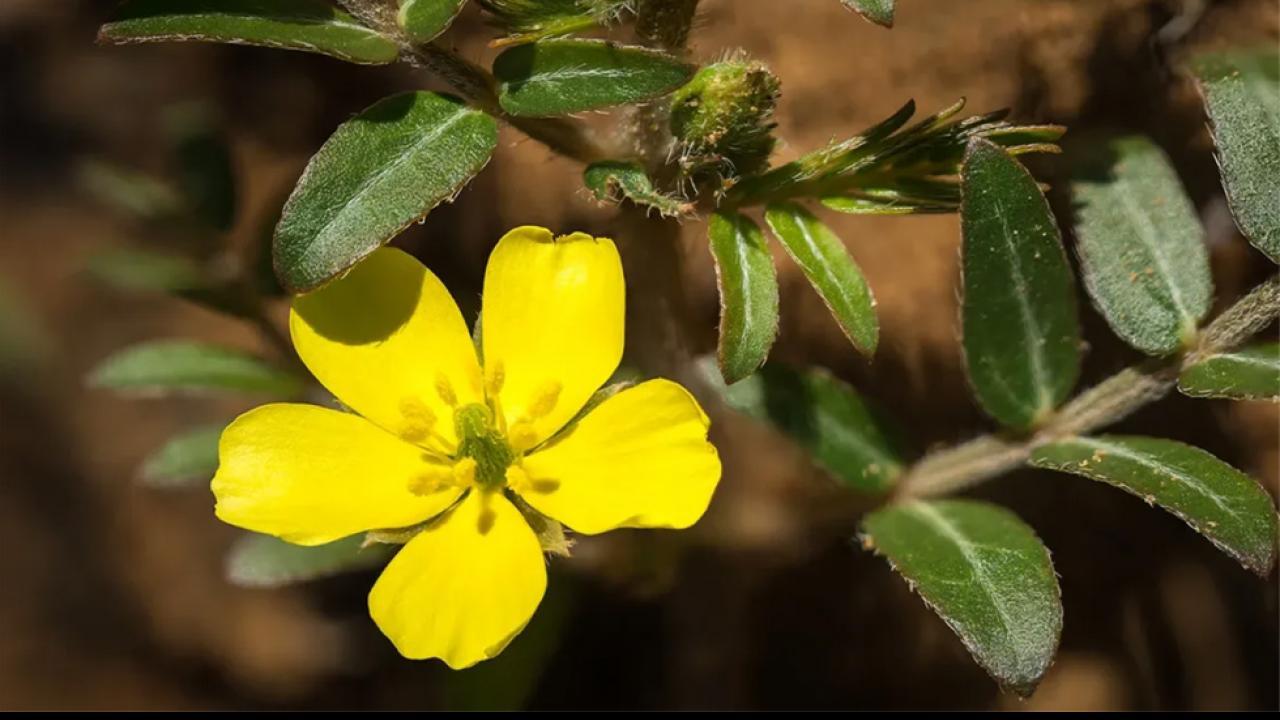 Gokshura or Tribulus terrestris benefits for Kidney