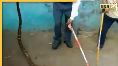 King Cobra Viral Video: पकड़ा गया 16 फीट का King Cobra, छिपने की जगह देख घबरा जाएगा दिल