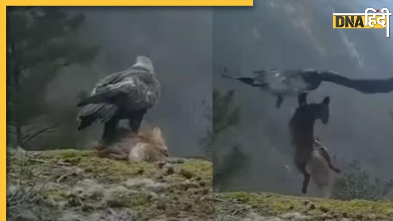 Eagle Hunted Fox Video: पलक झपकते ही लोमड़ी को ले उड़ा बाज, डरा देगा शिकार का ये वायरल वीडियो