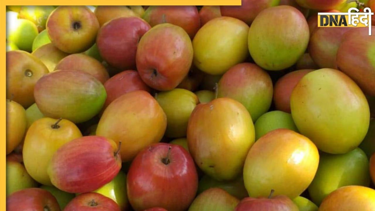 Jujube Health Benefits: हार्ट से लेकर स्किन तक के लिए फायदेमंद है भगवान शिव का ये प्रिय फल, खाने पर मिलते हैं 5 बेनिफिट्स