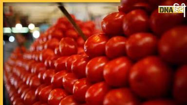 Tomato Price: टमाटर की कीमतों में बड़ी राहत, दिल्ली-NCR में 90 रुपये नहीं अब इस रेट में मिलेगा