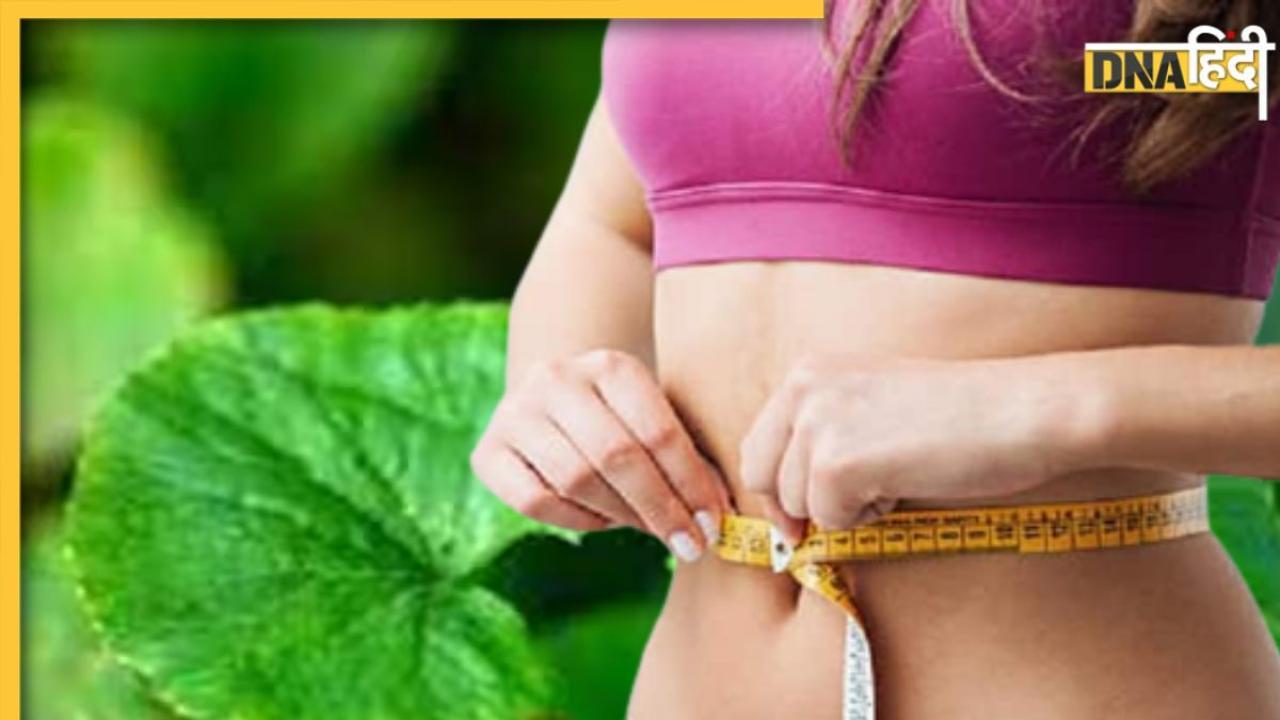 Gotu Kola For Weight Loss: पेट की चर्बी गला देगा ये आयुर्वेदिक हर्ब, महीने भर में स्लिम-फिट हो जाएगा थुलथुला शरीर