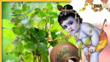 Janmashtami Upay: जन्माष्टमी के दिन करें तुलसी से जुड़े ये उपाय, दूर होगी हर समस्या, पर्स में बढ़ेगा पैसा