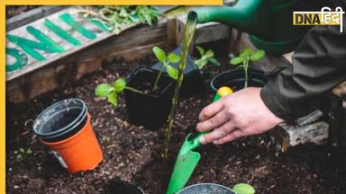 Gardening Tips: घर पर आसानी से उगा सकते हैं ये 5 सब्जियां, नहीं पड़ेगी बाजार से खरीदने की जरूरत