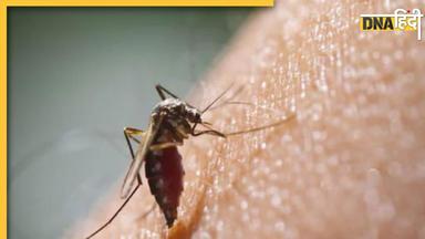 Dengue Den2 Strain: नोएडा में डेढ़ दर्जन लोगों में मिला डेंगू का खतरनाक स्ट्रेन, जानें इसका नाम, लक्षण और बचाव के तरीके  