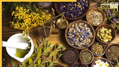 Ayurvedic Herbs: बुखार से लेकर पित्त और कफ जैसी समस्याओं को दूर कर देंगी ये 4 आयुर्वेदिक जड़ी बूटियां, जल्द मिलेगा आराम