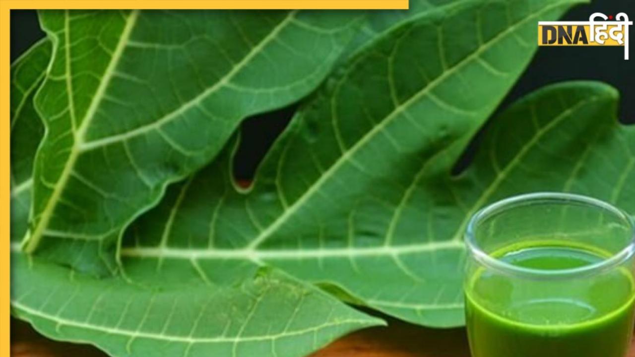 Papaya Leaf Benefits: डेंगू और मलेरिया समेत इन 4 बीमारियों में रामबाण है पपीते का पत्ता, ऐसे करें इस्तेमाल