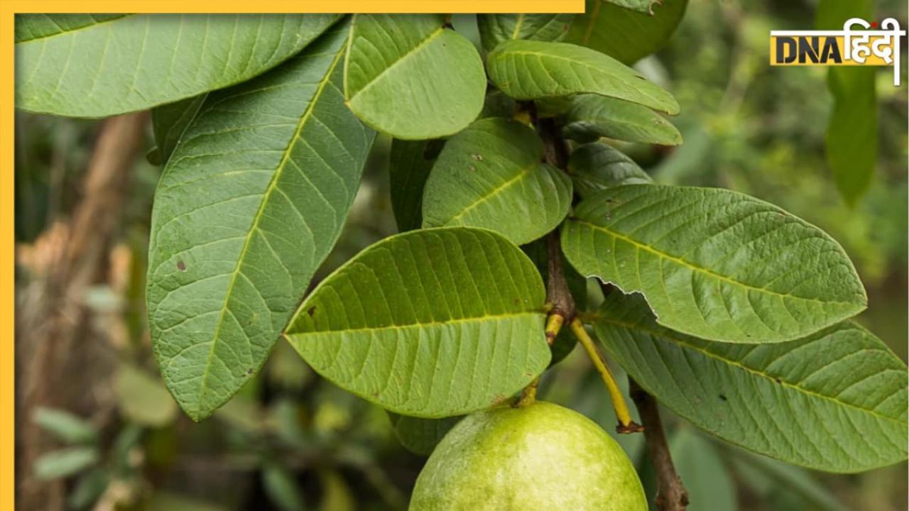 Guava Leaves Benefits: डायबिटीज से लेकर कॉलेस्ट्रोल कंट्रोल तक इन 5 समस्याओं में रामबाण है अमरूद के पत्ते