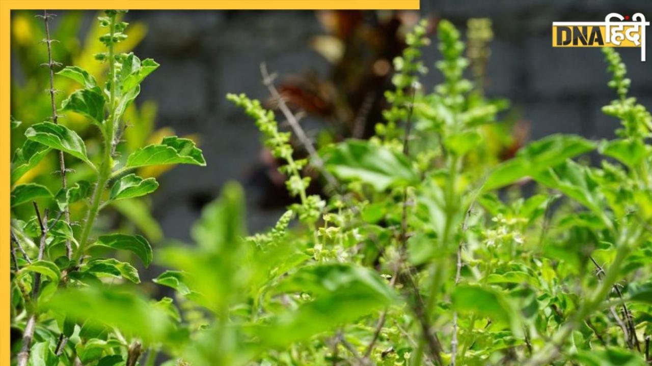 Benefits Of Tulsi: सर्दी-खांसी समेत इन 8 समस्याओं में रामबाण है औषधीय गुणों से भरपूर तुलसी, जानें इसके फायदे