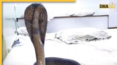 King Cobra खरीदा, फिर सोती हुई पत्नी और 2 साल की बेटी को डंसवाकर दी मौत, पढ़ें हत्या की खौफनाक कहानी