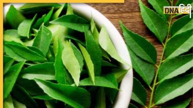 Health Benefits of Curry Leaves: कोलेस्ट्रॉल से वजन घटाने तक, इन 4 बीमारियों में दवा का काम करते हैं करी के पत्ते