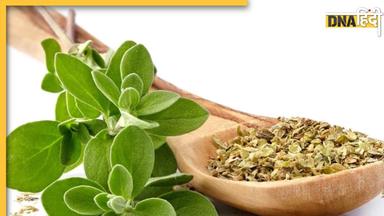 Oregano: कोलेस्ट्रॉल तेरा बढ़ जाए या शुगर बढ़ता जाए, कई रोगों की एक दवा है क्यू न आजमाए...