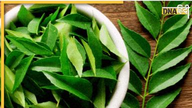 Curry Leaves: बालों से लेकर आंखों तक के लिए संजीवनी का काम करती हैं ये रहे पत्तियां, सर्दियों में सुबह उठकर चबाने से मिलेंगे फायदे