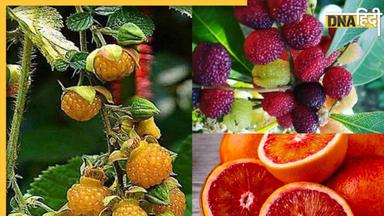 Healthy Fruits: काफल से घिंघारू तक, सेहत के लिए वरदान हैं ये 5 पहाड़ी फल, इन रोगो में दवा का करते हैं काम