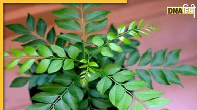 Curry Leaves Benefits: सेहत के लिए फायदेमंद है करी पत्ता, फ्री में मिलेगा इन 5 बीमारियों से छुटकारा