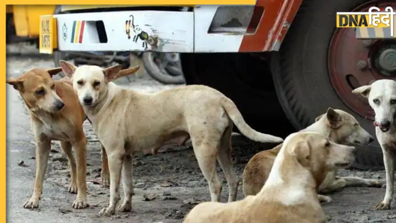 तेलंगाना: बच्चे को खा गए कुत्ते, सोता रहा पिता, पड़ोसियों ने सुनाई दर्दनाक कहानी