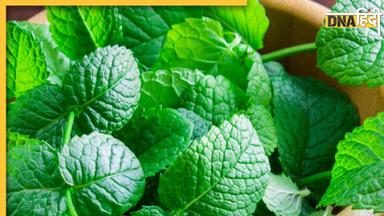 Mint Leaves Benefits: पेट, पाचन और सिरदर्द के लिए फायदेमंद हैं पुदीने की पत्तियां, मिलते हैं कई सारे लाभ