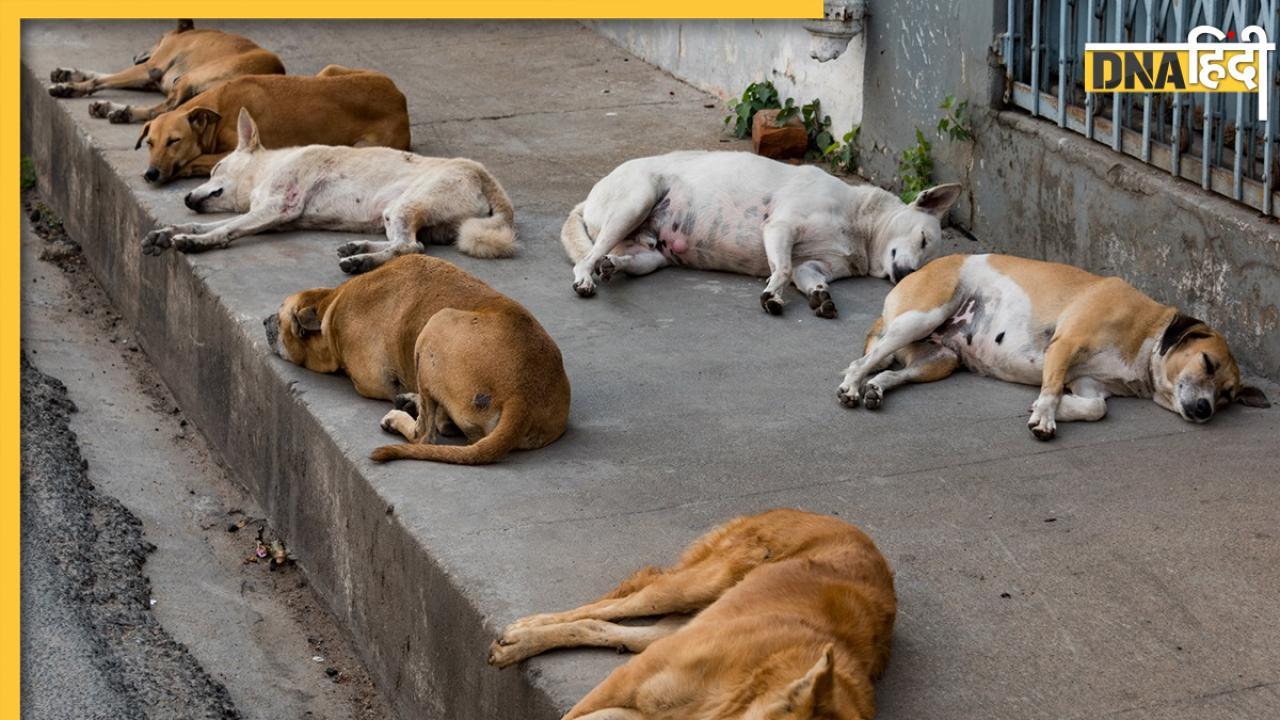 Telangana Stray Dogs Killing: तेलंगाना में एक ही गांव में 21 आवारा कुत्तों को मारी गोली, सदमे में ग्रामीण 