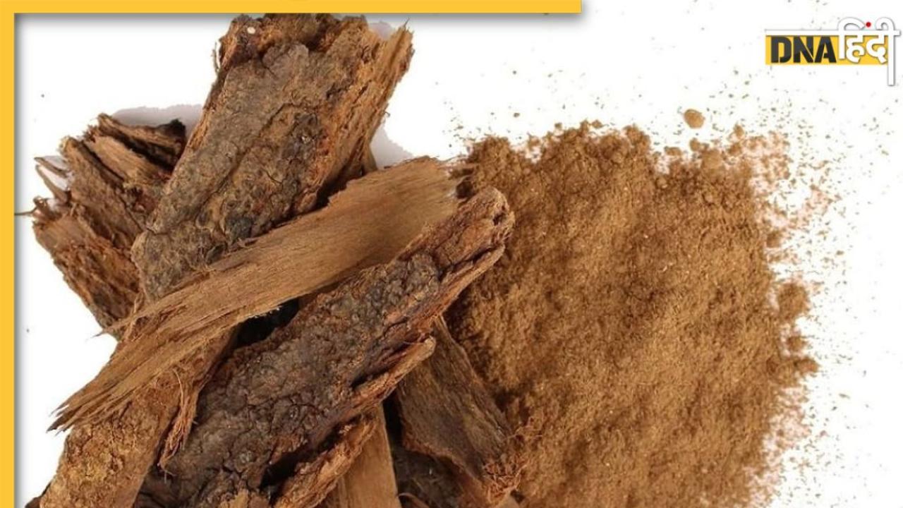 Babul Bark Benefits: पेट दर्द से मधुमेह तक, इन समस्याओं को दूर रखता है बबूल की छाल, ऐसे करें इस्तेमाल